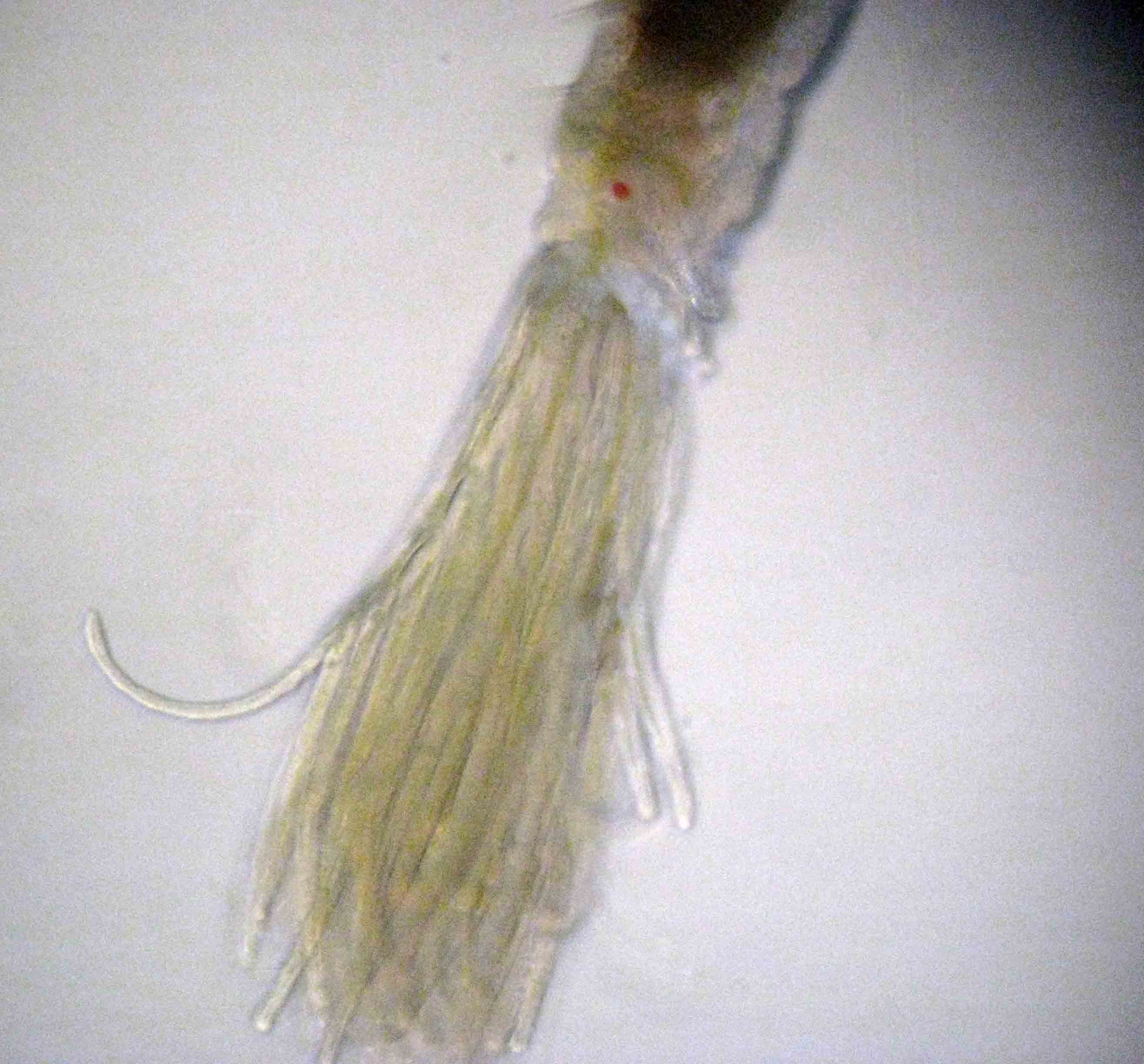 Fabriciola cfr. tonerella